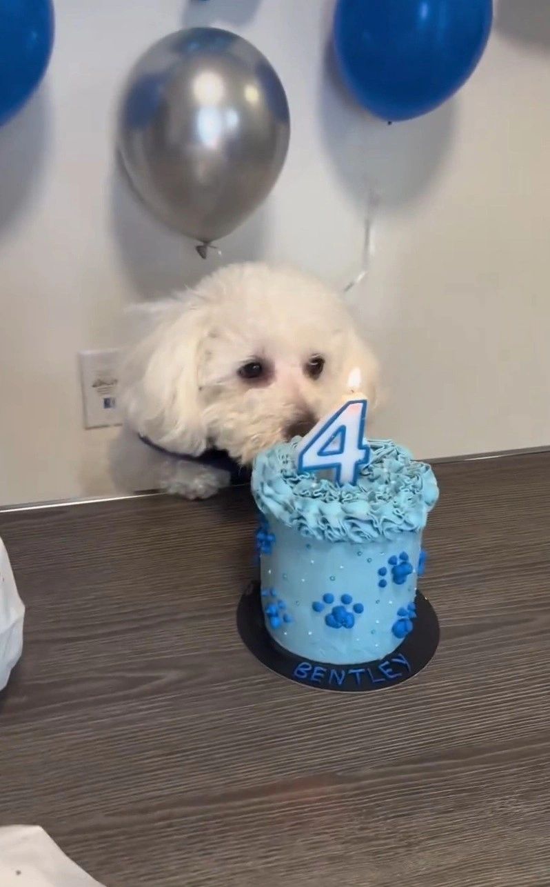 Cakes